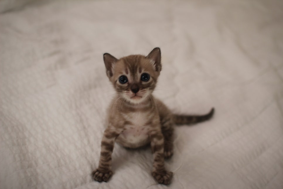 밍크차콜 뱅갈고양이 남아에요~ 관련 이미지 6