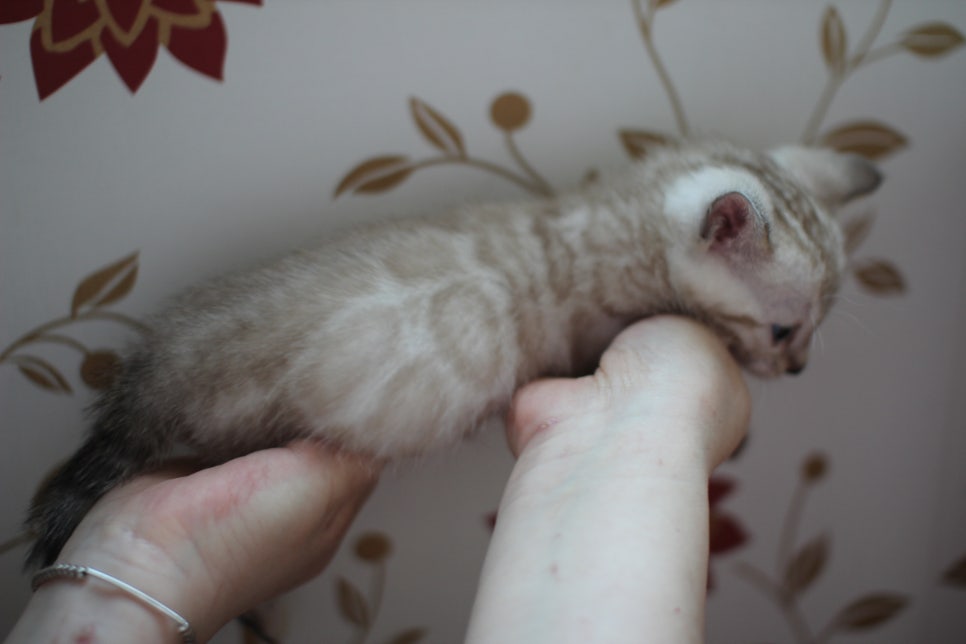 실밍크 뱅갈고양이 동글이예요. 관련 이미지 5