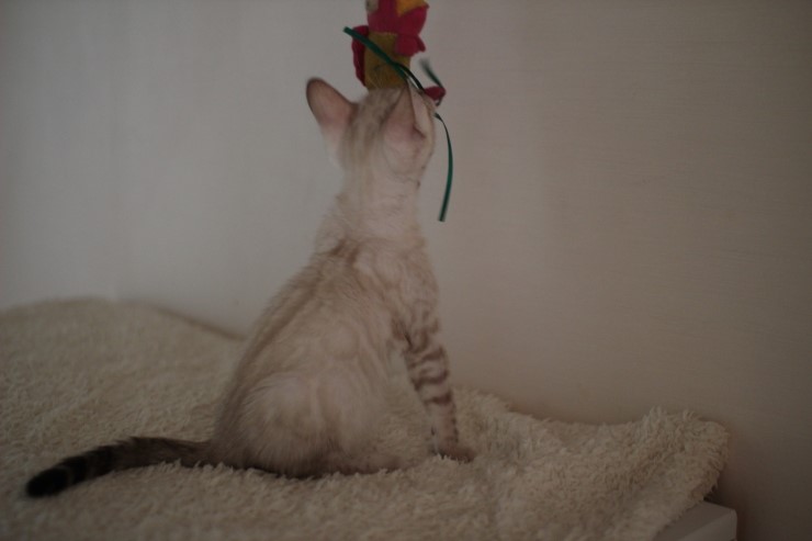 실링스 뱅갈고양이 키퍼 여아 많이 컸어요~ 관련 이미지 9