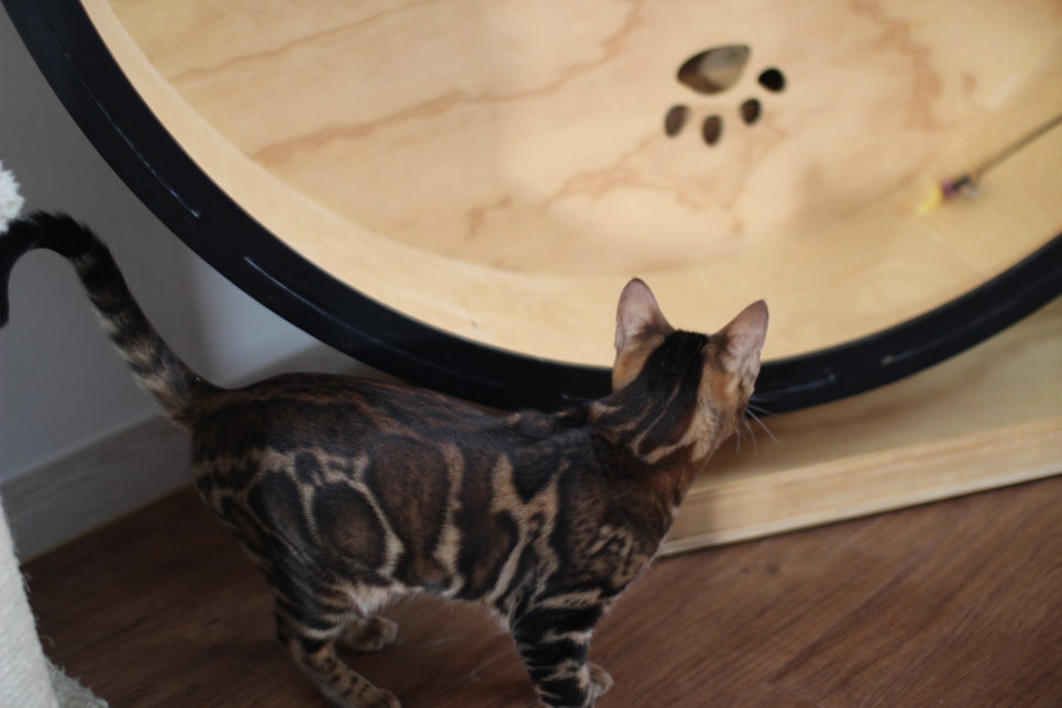 빅로젯 뱅갈고양이 남아 분양해요~ 관련 이미지 3