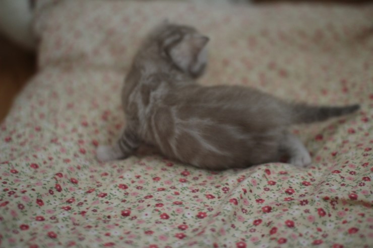 뱅갈고양이 분양 오묘한 매력에 칼라 스노우밍크 관련 이미지 14