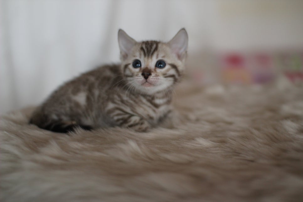 뱅갈고양이분양 멋진 빅로젯 아이들~ 관련 이미지 14