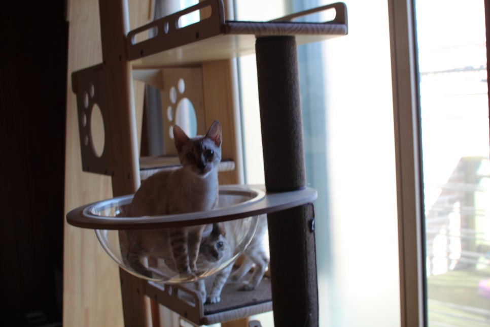 2층에 있는 뱅갈고양이 흰둥이들~ 관련 이미지 1