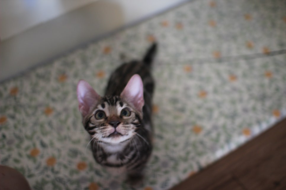 브라운 뱅갈고양이 분양중인 남아,여아 오늘 모습 입니다~ 관련 이미지 14