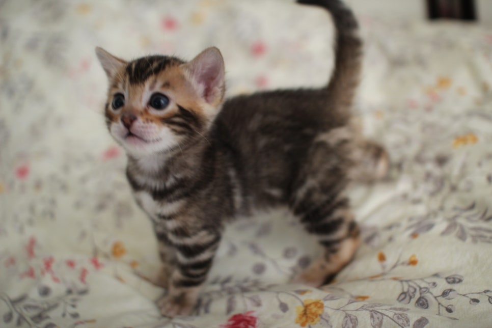 뱅갈고양이 꼬맹이 하루하루 쑥쑥 멋지게 성장중~ 관련 이미지 5