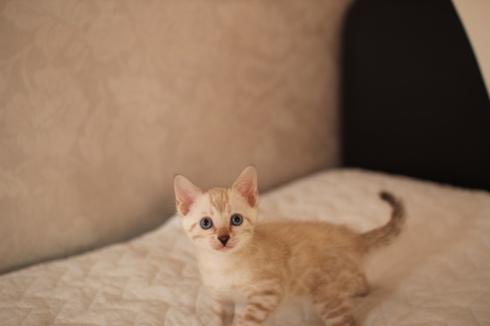 분양중인 뱅갈고양이 브라운 남아,스노우 여아예요~ 관련 이미지 23