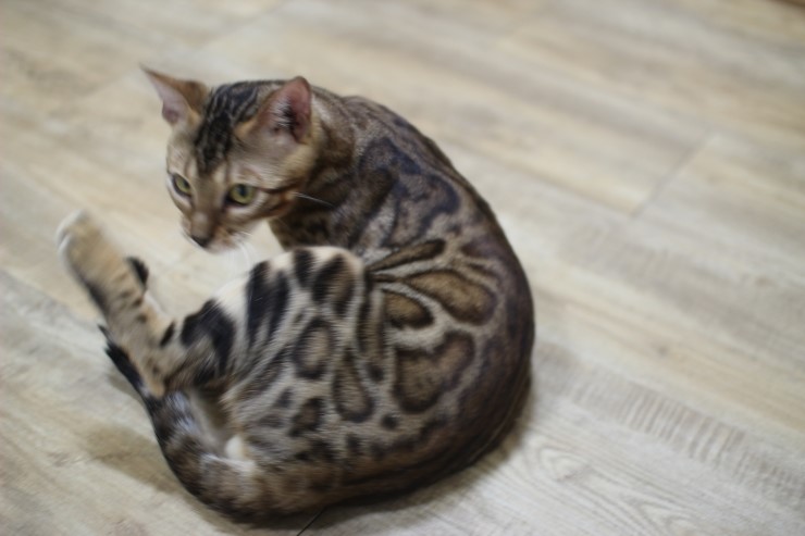 뱅갈고양이 애교가 많아진 벵갈고양이 장고~ 관련 이미지 8