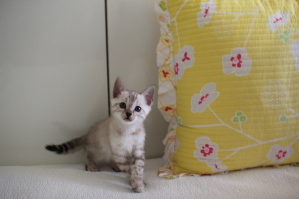 스노우뱅갈고양이 삼총사 분양해요~ 관련 이미지 13