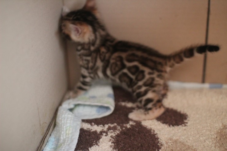 뱅갈고양이 예약된 여아예요~ 관련 이미지 3