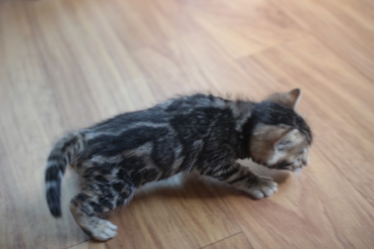 뱅갈고양이 곰돌이,삼돌이~ 관련 이미지 6