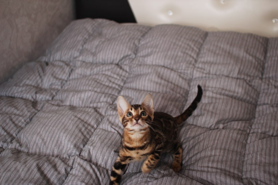 뱅갈고양이 장군이 분양 합니다 (오늘 모습) 관련 이미지 3