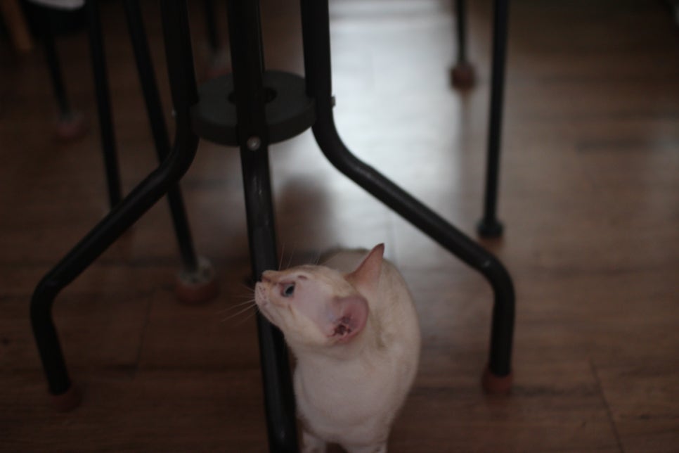 스노우뱅갈고양이 덩치 큰 여아예요~ 관련 이미지 3