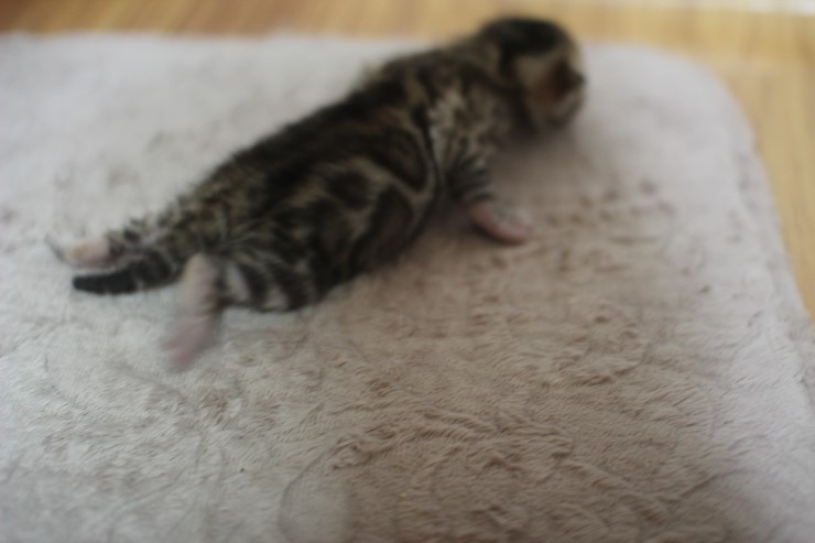 뱅갈고양이 예약된 여아예요~ 관련 이미지 2