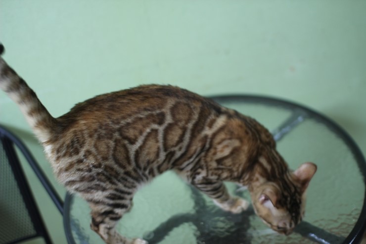 뱅갈고양이 울피와 카이예요~ 관련 이미지 4