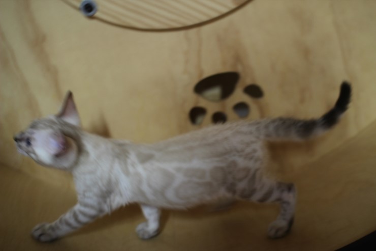 스노우 뱅갈고양이 맏형인 밍돌이예요~ 관련 이미지 4
