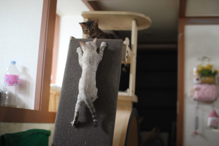 뱅갈고양이,뱅갈고양이분양, 링컨이한테 삐진 스노우뱅갈 꼬맹이 초아~~~ 관련 이미지 9