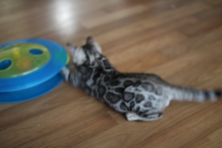 뱅갈고양이 남아 장난감이 이리도 좋을까??? 관련 이미지 6