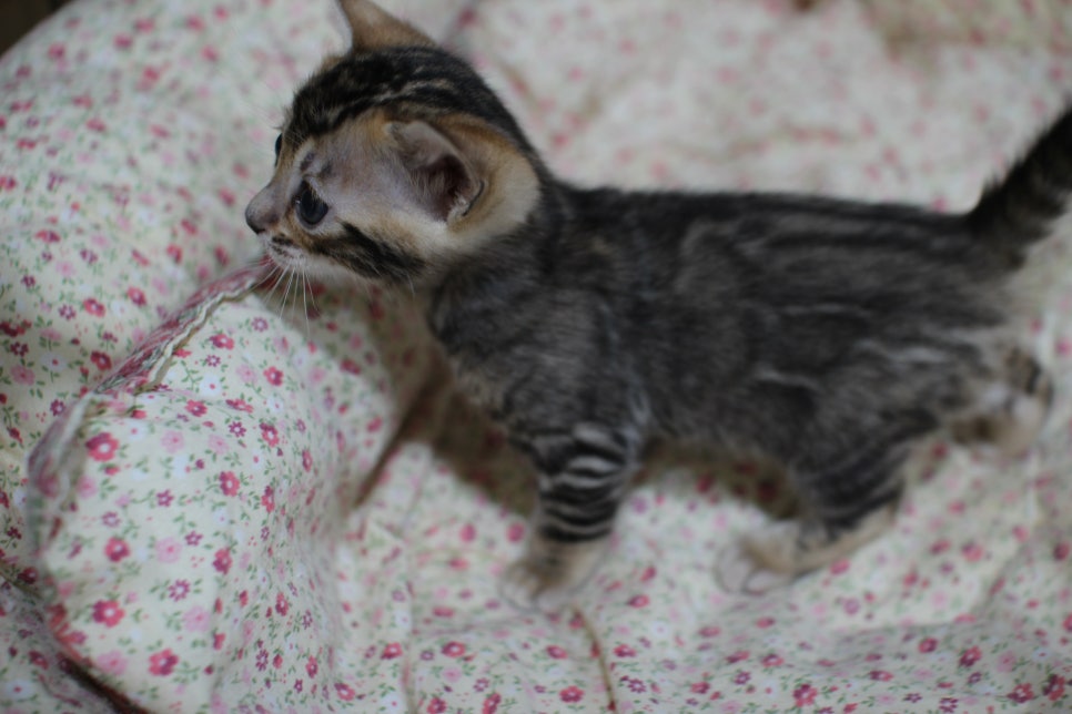 눈망울이 초롱초롱~ 관련 이미지 4