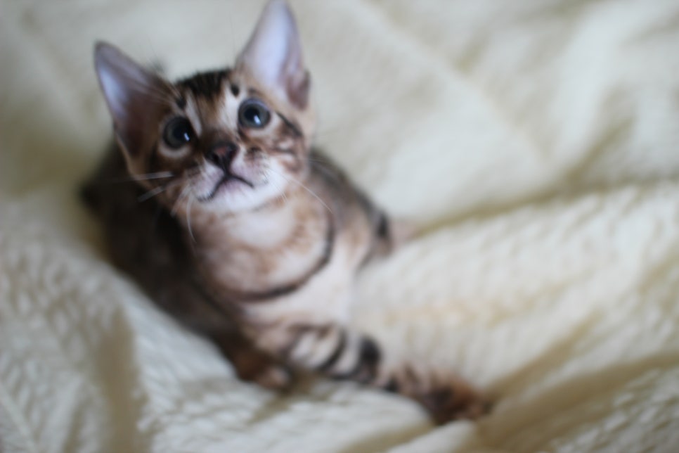 활발한 뱅갈고양이 남아3 분양해요~ 관련 이미지 2