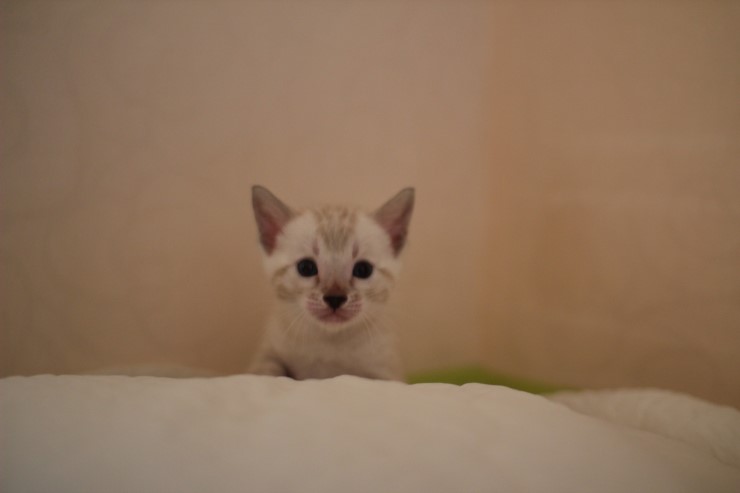 뱅갈고양이 분양 그냥 지나칠수 없을걸? 관련 이미지 11