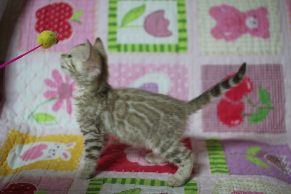 실밍크 뱅갈고양이 키퍼여아 입니다... 관련 이미지 8