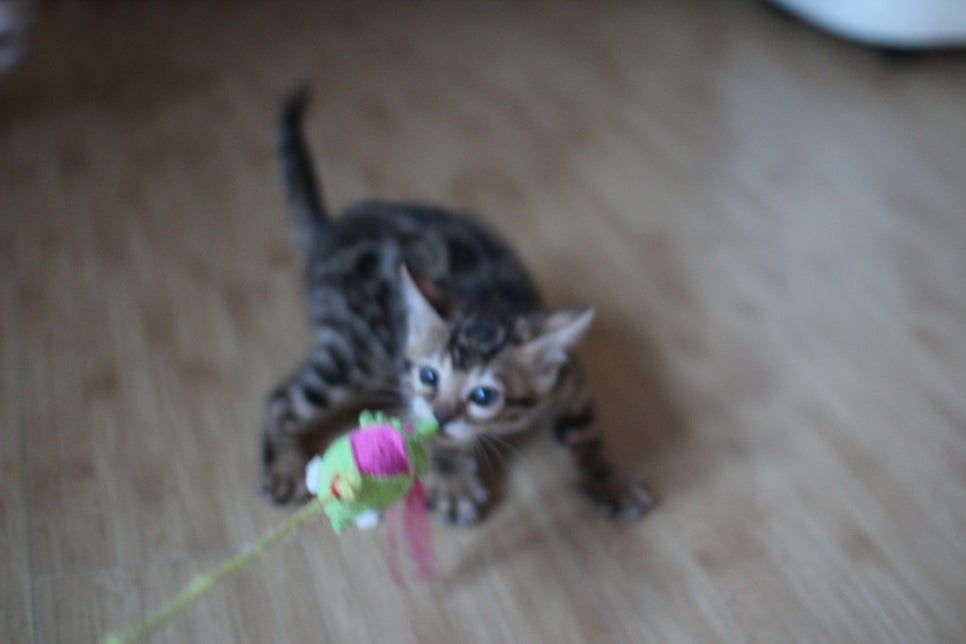 뱅갈고양이분양 부티가 넘치는 아이들 관련 이미지 13