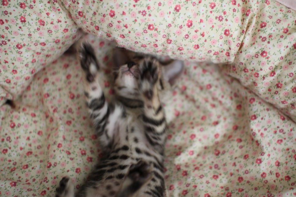 뱅갈고양이 여아1 분양해요~ 관련 이미지 9