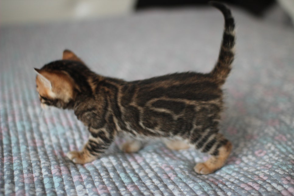 뱅갈고양이분양 동화속에 나오는 아이들! 관련 이미지 20