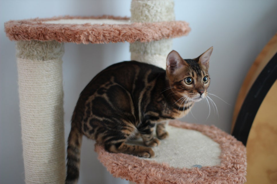 빅로젯 뱅갈고양이 남아 분양해요~ 관련 이미지 4