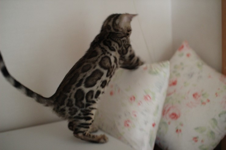 뱅갈고양이 남아 동글이 분양해요~^^ 관련 이미지 3