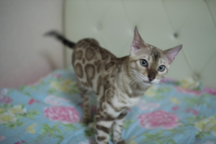 분양하는 아이들에 아빠인 실밍크 뱅갈고양이 영웅이에요~ 관련 이미지 5