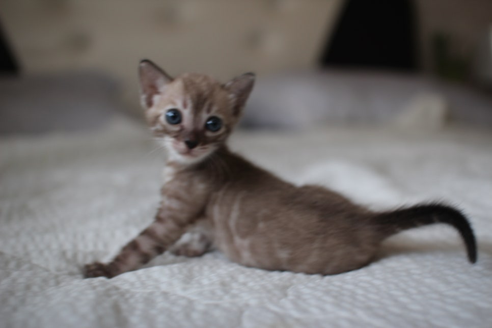 밍크차콜 뱅갈고양이 남아 순둥이로 성장중~ 관련 이미지 2