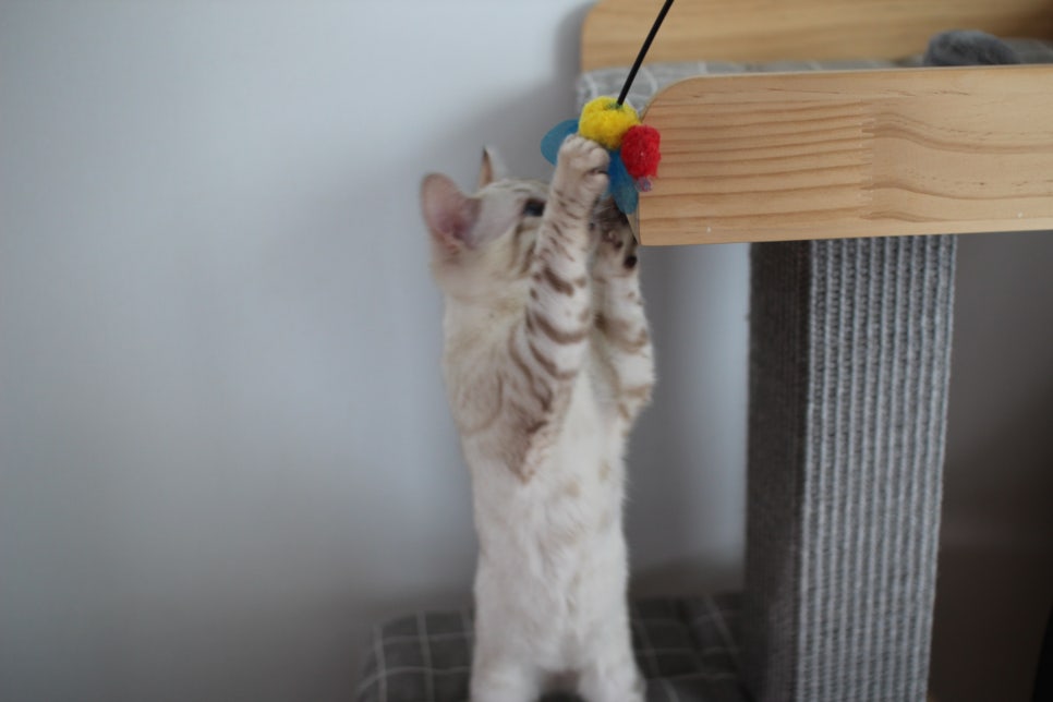 스노우뱅갈고양이 여아 분양해요~ 관련 이미지 3