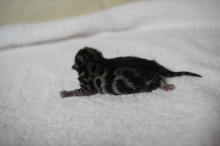 new litter 관련 이미지 10