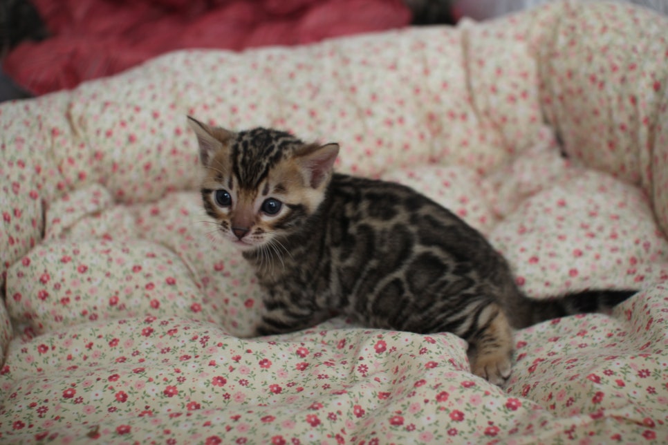 브라운 뱅갈고양이 남아 분양 합니다~ 관련 이미지 4