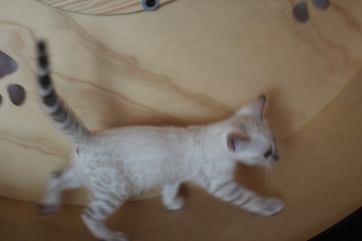 스노우 뱅갈고양이 여아 분양 합니다~ 관련 이미지 2