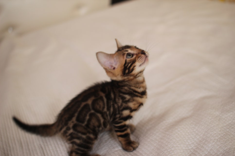우리 첫째 뱅갈고양이 남아 고양이 맞지? 강아지 아니지? ㅎㅎ 관련 이미지 5