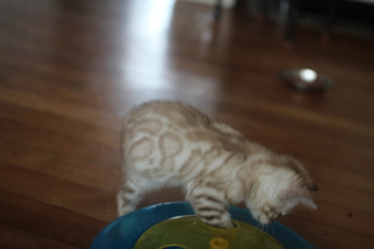 실밍크 클라우드 로젯 뱅갈고양이 남아예요~ 관련 이미지 9