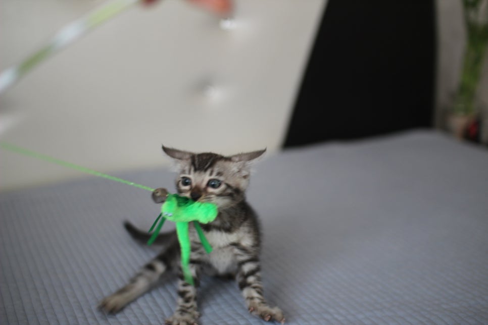 실버뱅갈고양이 남아 오늘 사진 찍었어요~ 관련 이미지 7