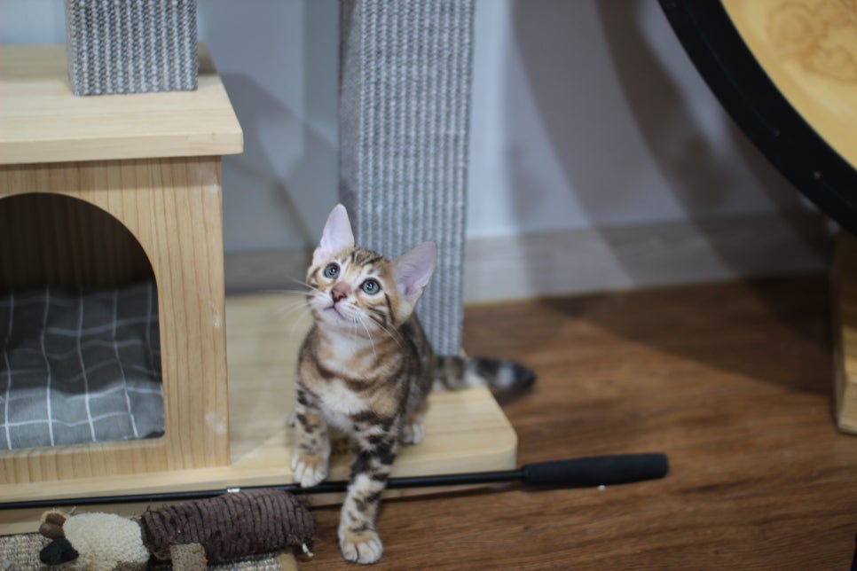 빅로젯이 멋진 순둥이 뱅갈고양이 남아 분양해요~ 관련 이미지 6