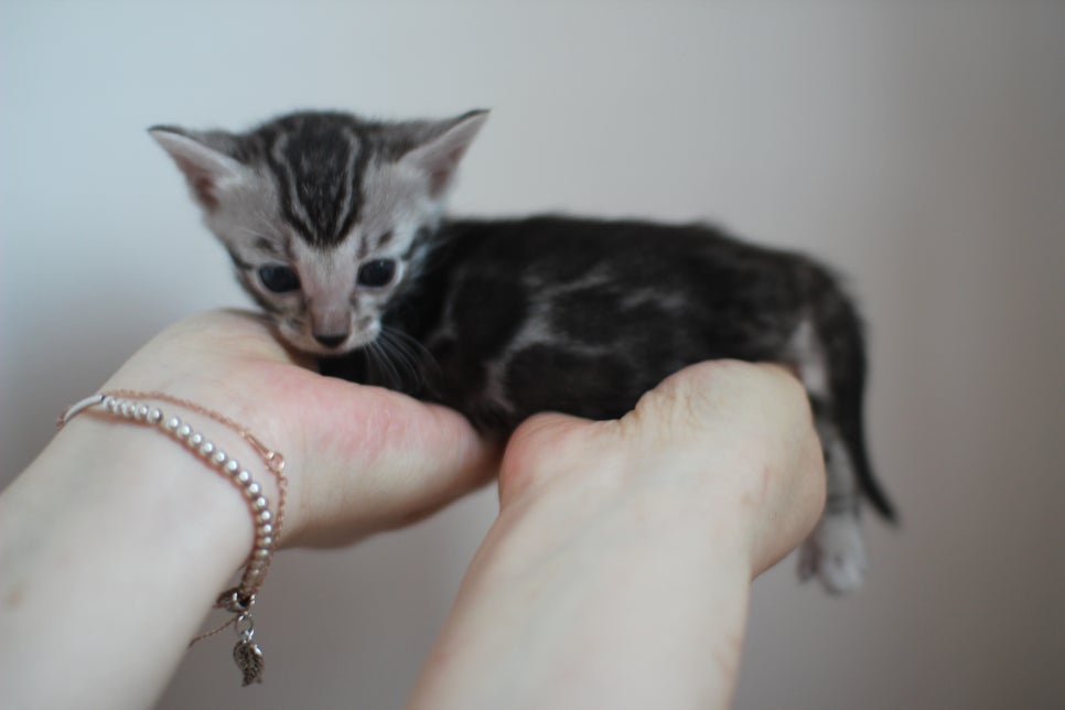 빅로젯 실버뱅갈고양이 여아예요~ 관련 이미지 5