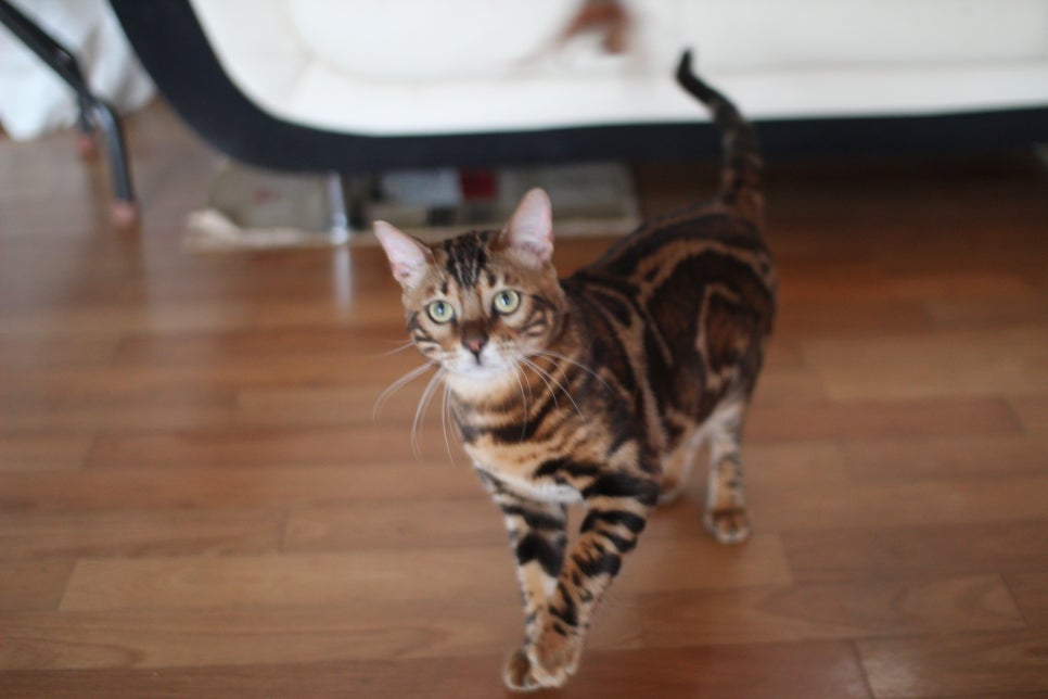 브라운 뱅갈고양이 남아 거실도 점령 했어요. 관련 이미지 9