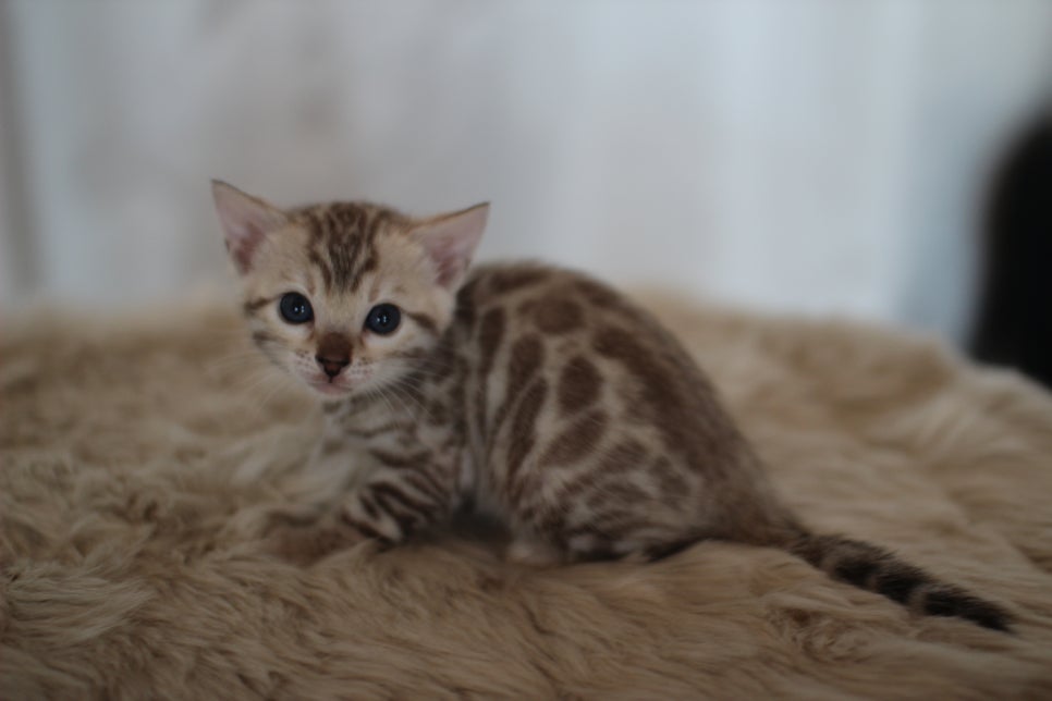 스노우뱅갈고양이 분양 오늘 빠져들어 볼까요? 관련 이미지 21