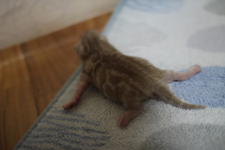 실밍크 스노우 뱅갈고양이 꼬물이 남아 입니다~ 관련 이미지 11