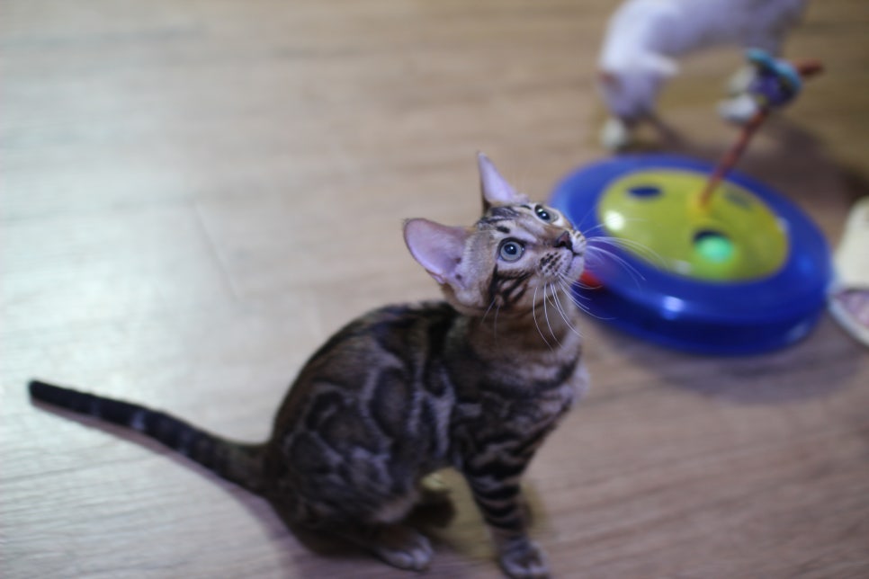 개냥이 뱅갈고양이들 분양합니다~ 관련 이미지 9