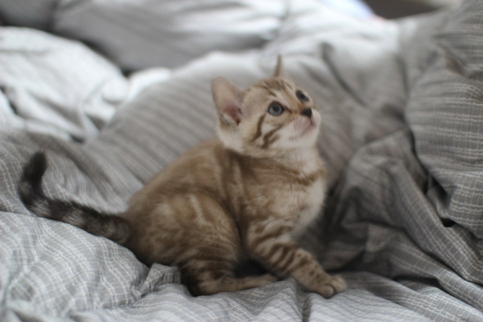 실밍크뱅갈고양이 여아 드림이 분양합니다~ 관련 이미지 7