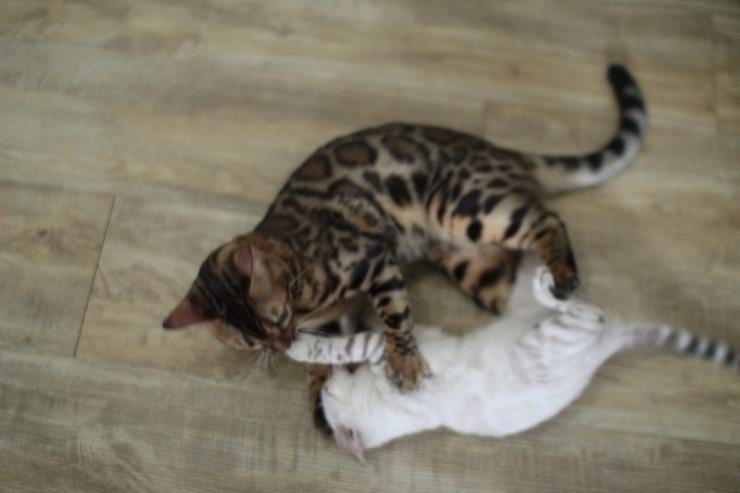 뱅갈고양이,뱅갈고양이 분양,순둥이 링컨이~~~ 관련 이미지 8