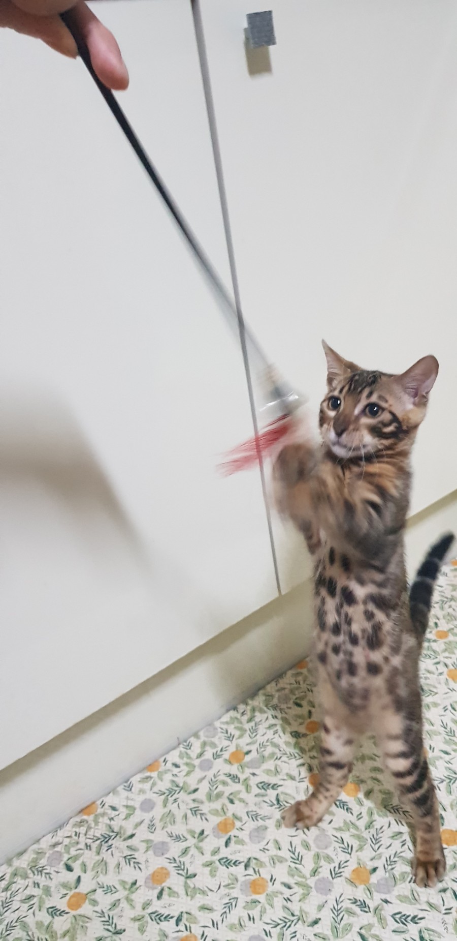 브라운 뱅갈고양이 남아 귀엽죠? 관련 이미지 1