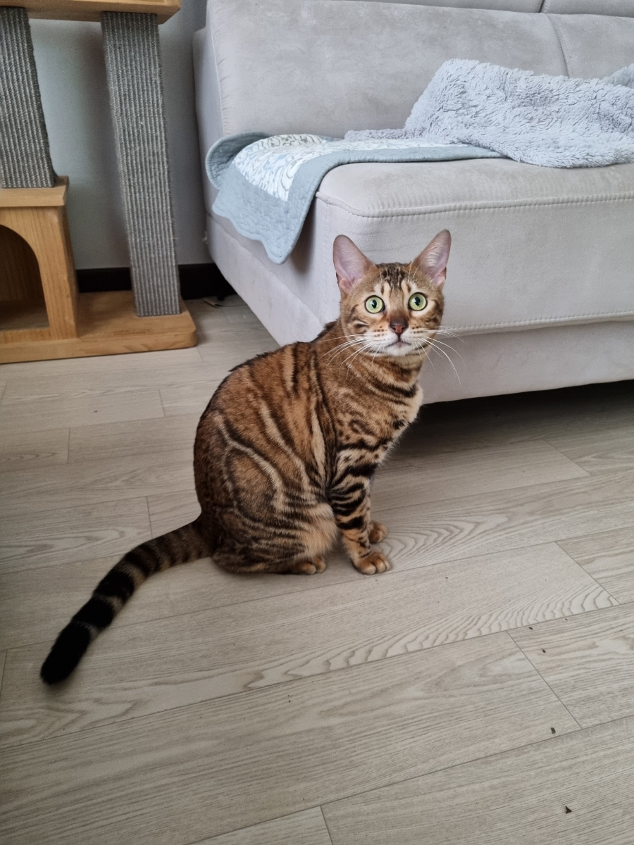 애교만점 개냥이 뱅갈고양이들 관련 이미지 1