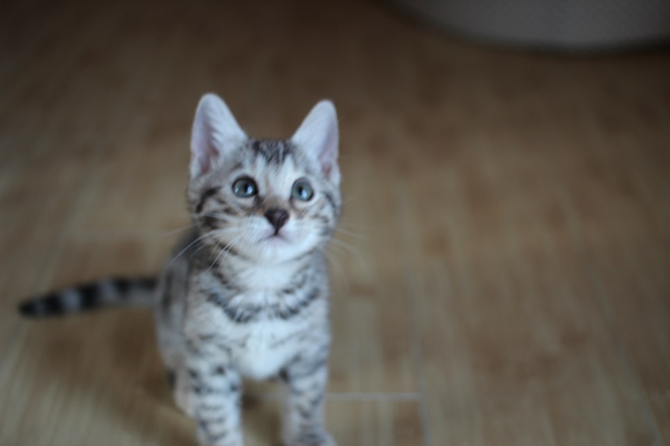 성격좋은 개냥이 뱅갈고양이를 찾으세요? 관련 이미지 9